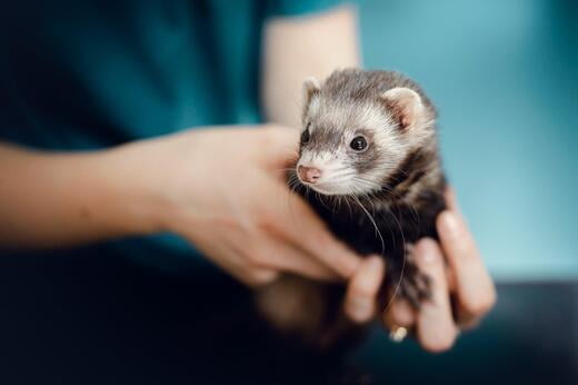 furet